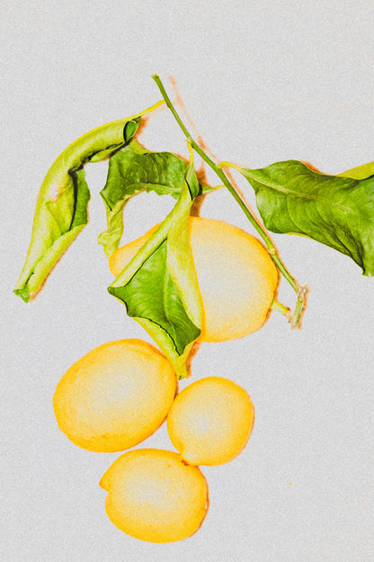 Lavender Lush | Scented Candle